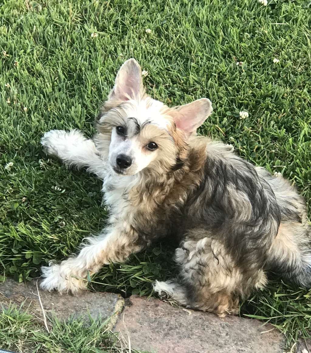 Marblepearl Moonlight Lady