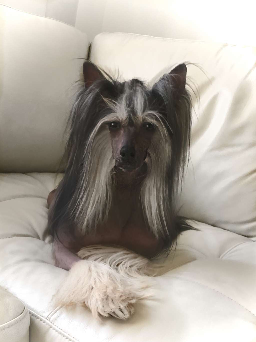 Melayora Molosos Gratzi