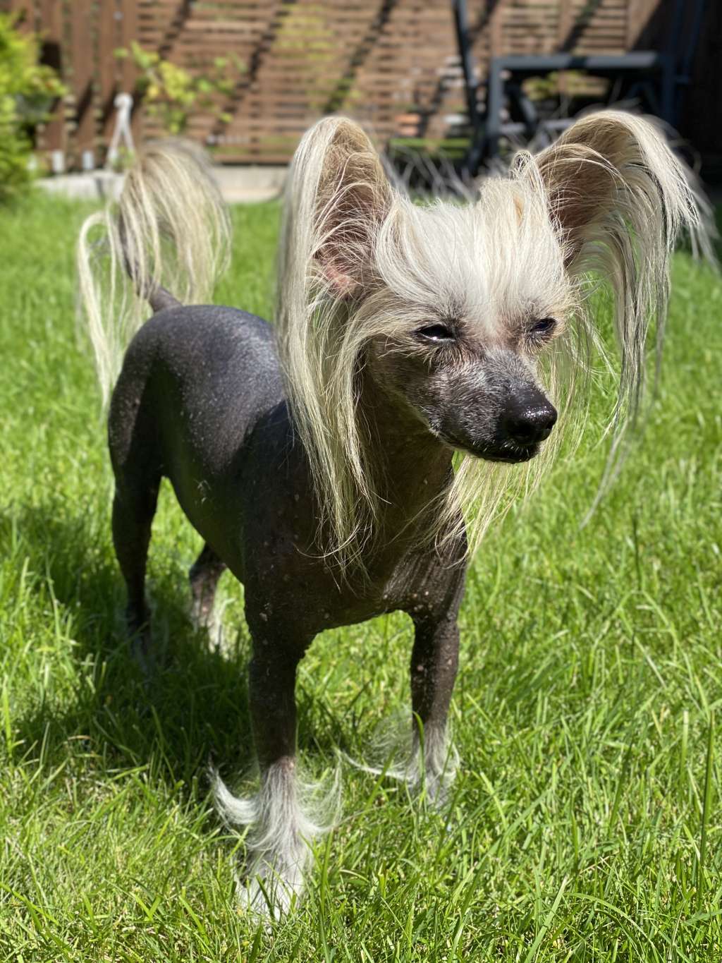 Groli's Harry-potter