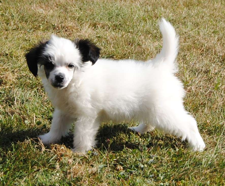 Krysolit Nonstop Nonsense