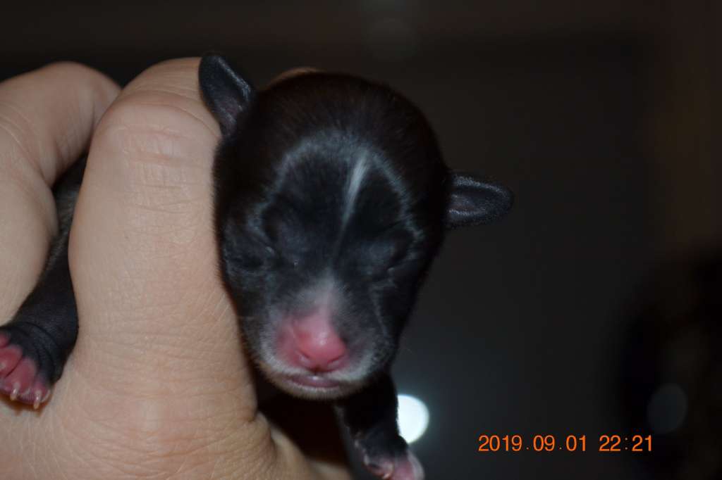 Nightstorms Golden Star