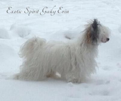 Exotic Spirit Gaily Erin