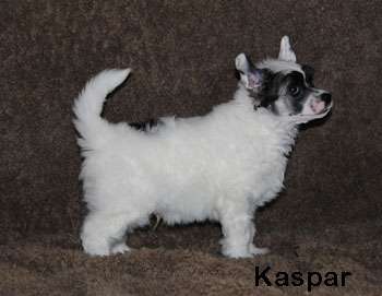 Krysolit Life Is Beautiful