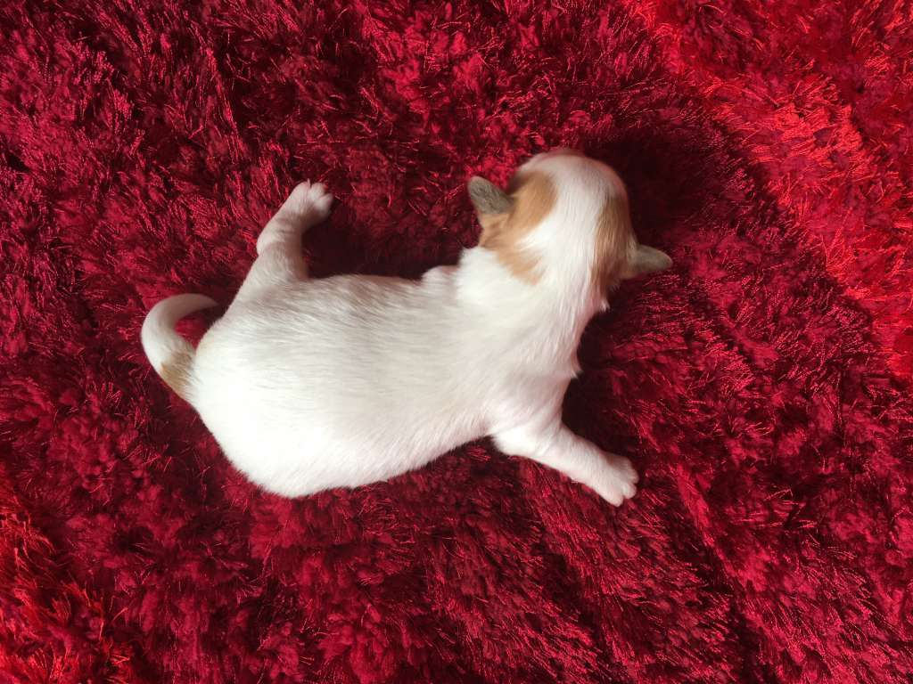 Cinnamon in Capuccino Gea Ledra