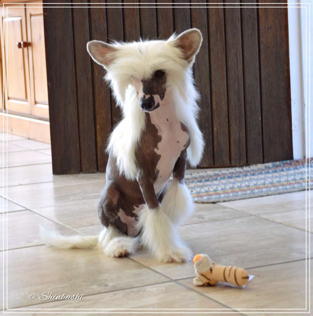 Everything I Wish von Shinbashi