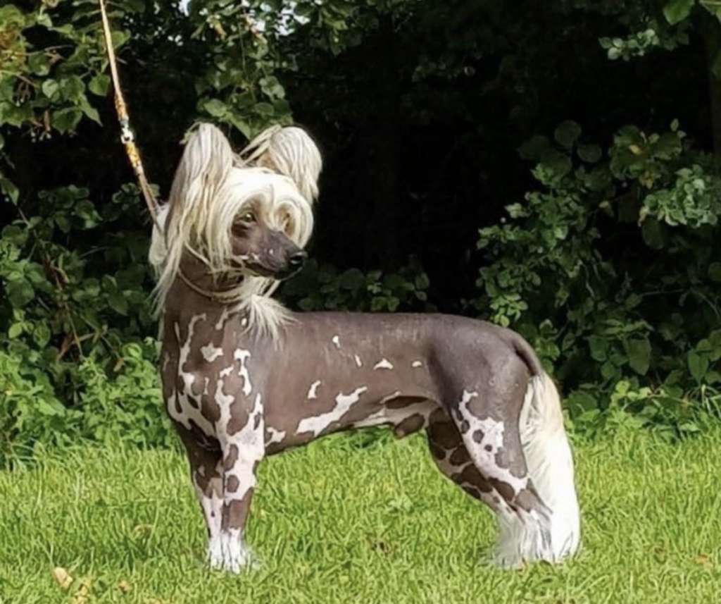 Be My Dog's Topsail Cody of Zanjero JW