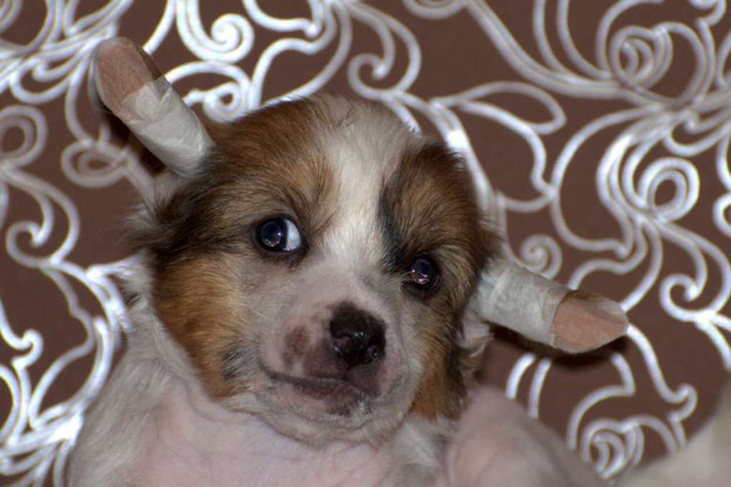 Zlato Dinastii Vito Ponti