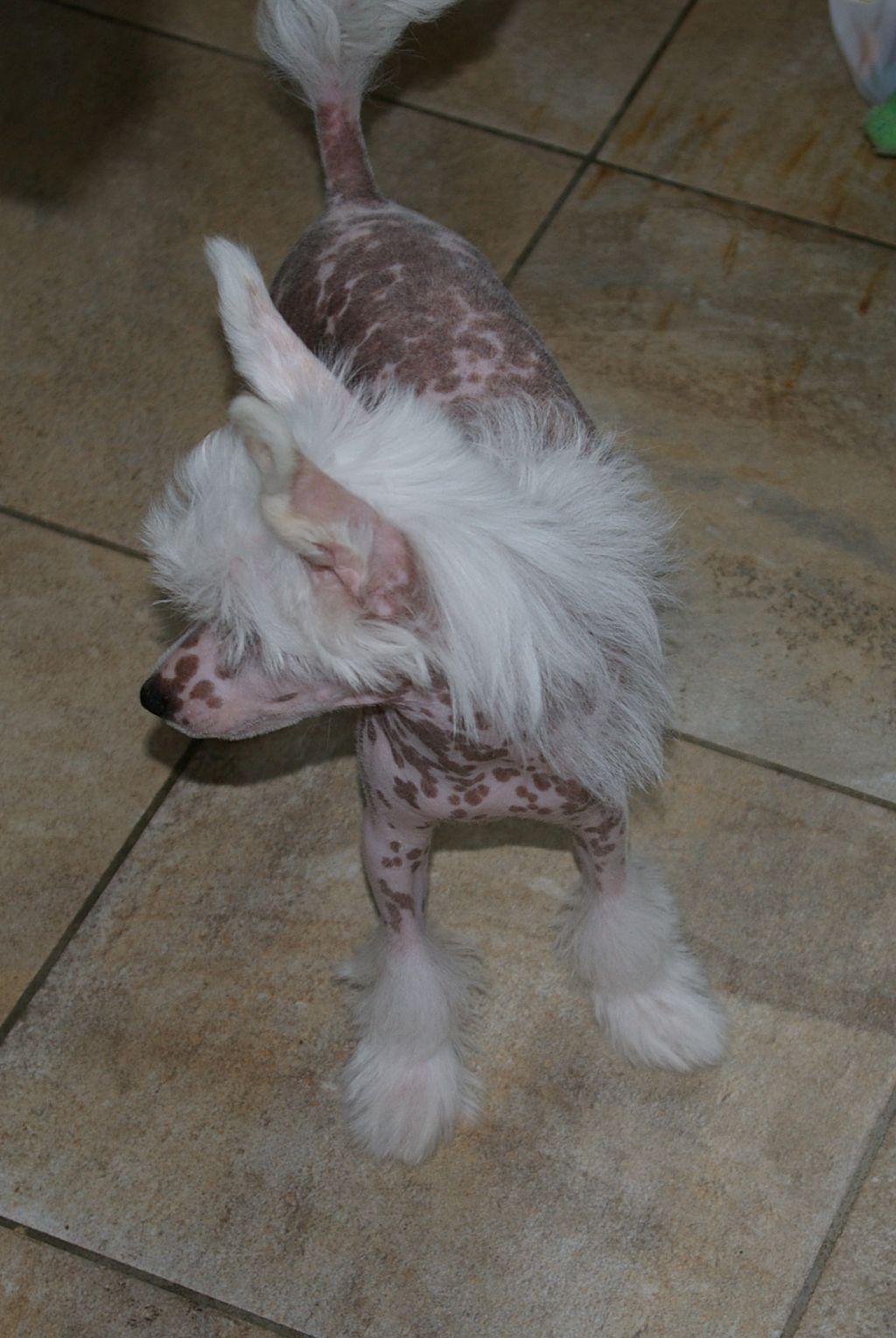 Leibwache  Prince Charming