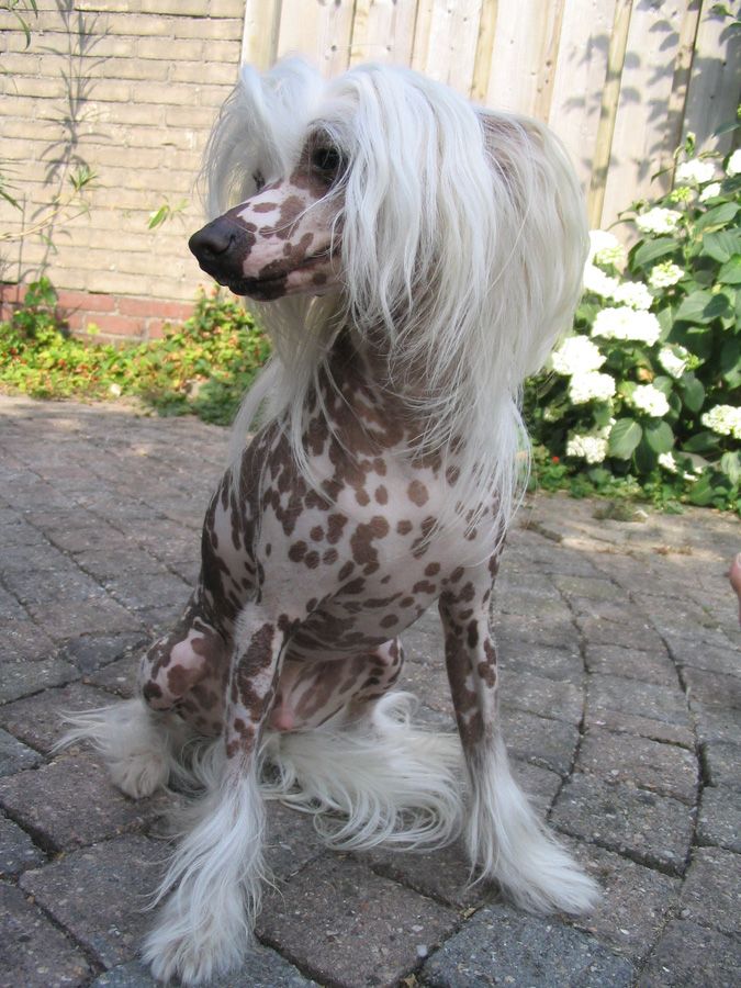 One More Dreamer Fantasy Island