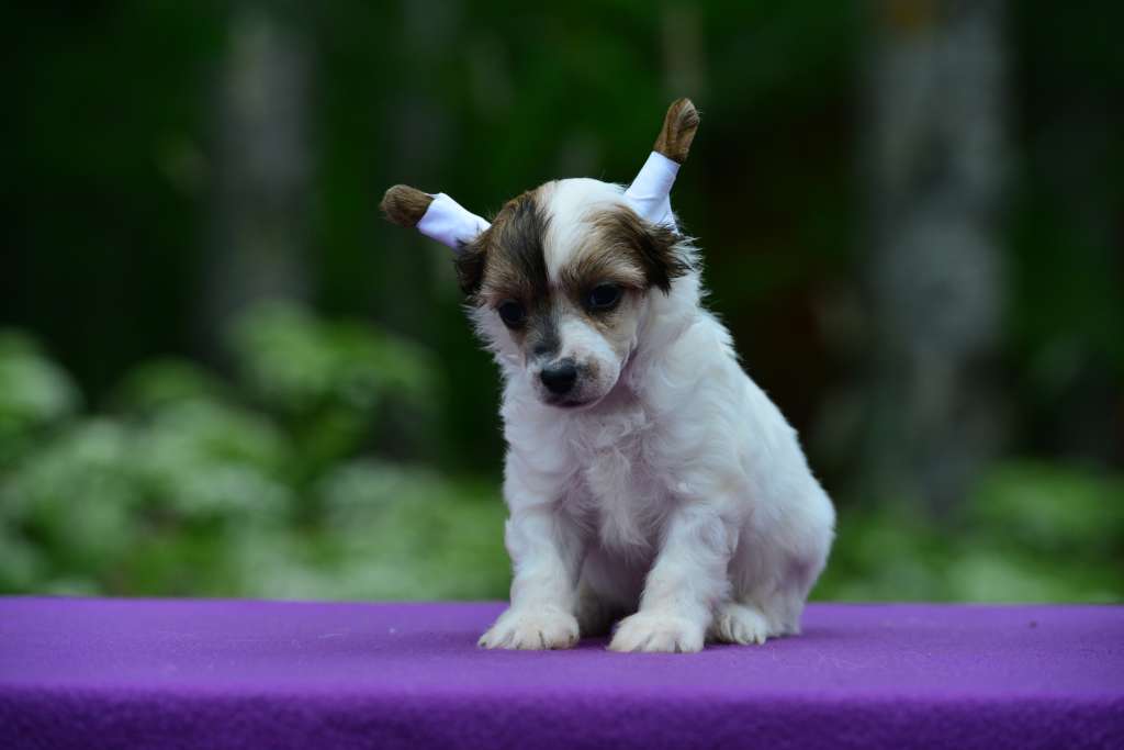 Sun Dan Indiana Jones