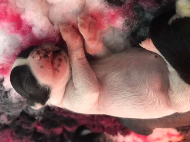 Hottie Tots How on earth