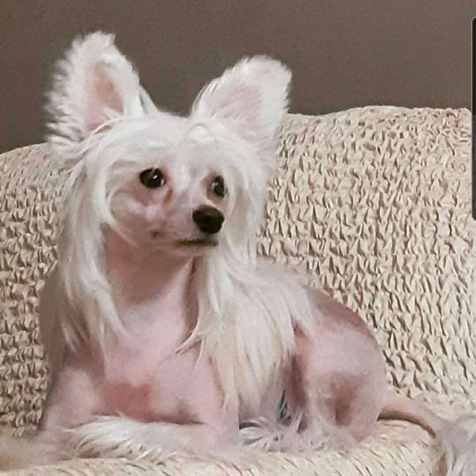 Velichie Dushi Baddi