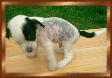 Fireman's-Maserati vom Erfurter Dom