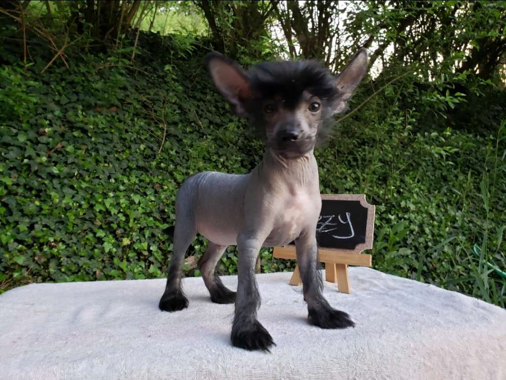 Long Haul's Extreme Tidal Forces