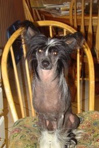 Strong Stael Delphina Zoia