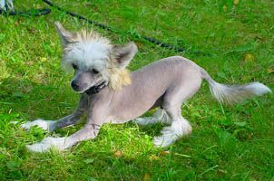 Proud Pony Zcinny Puppy