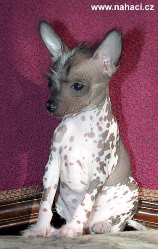 Adamek Certuv Kvitek