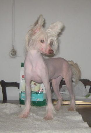 Kary Von Chilean Puppy's