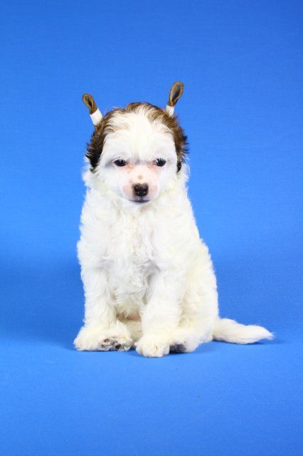 Cheremucha ot Volnogo Psa