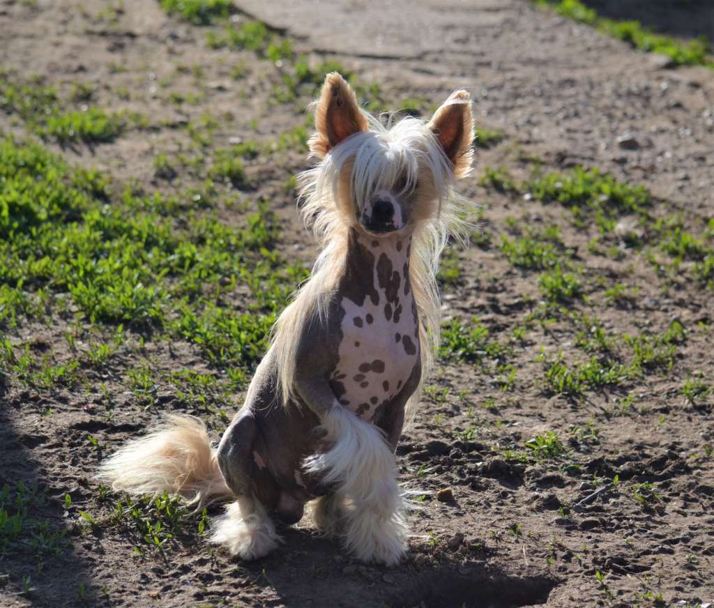 Ognenny Lotos Porter