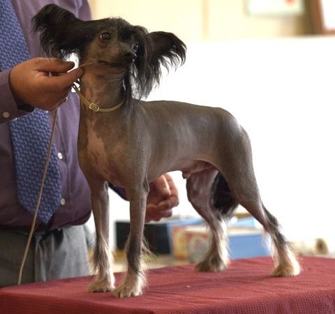 Brodiegan Bare It All With Beaulion