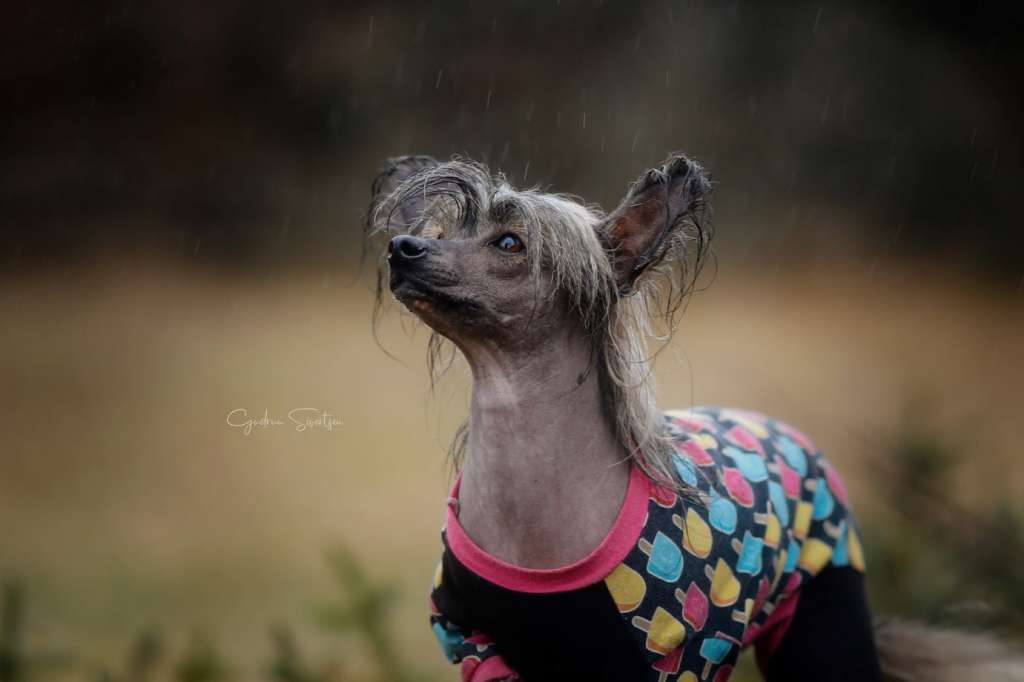 Absolute Souls Merengue