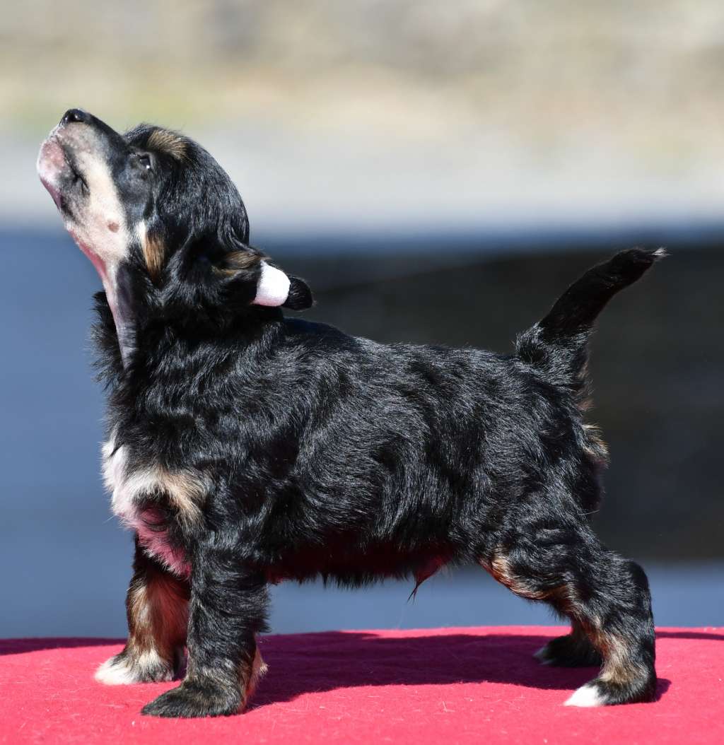 Little Dog Of Dream Only as a Hurricane