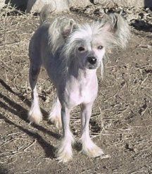 Woodlyn Goober Pie O'jonbrecy