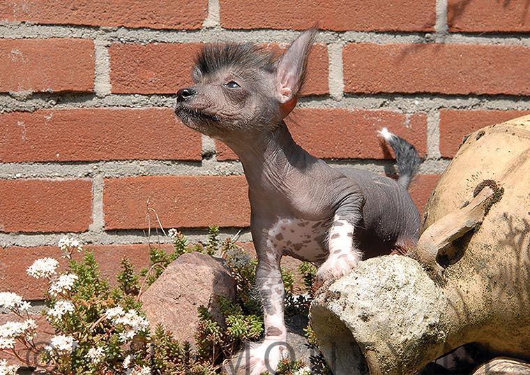 Full Monty Irresistible Grasp