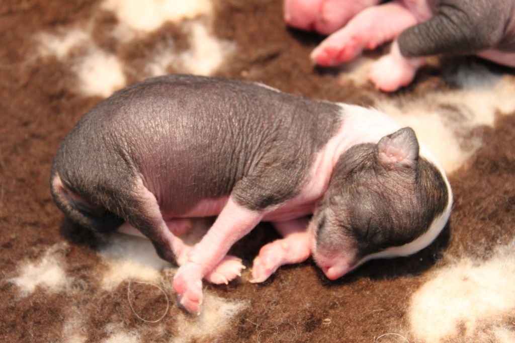 Allegranden Beautiful Mind