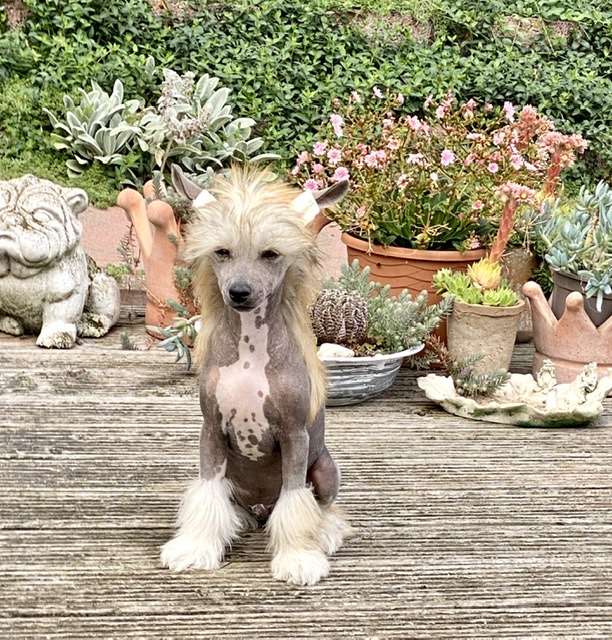 Wow Factor von Shinbashi