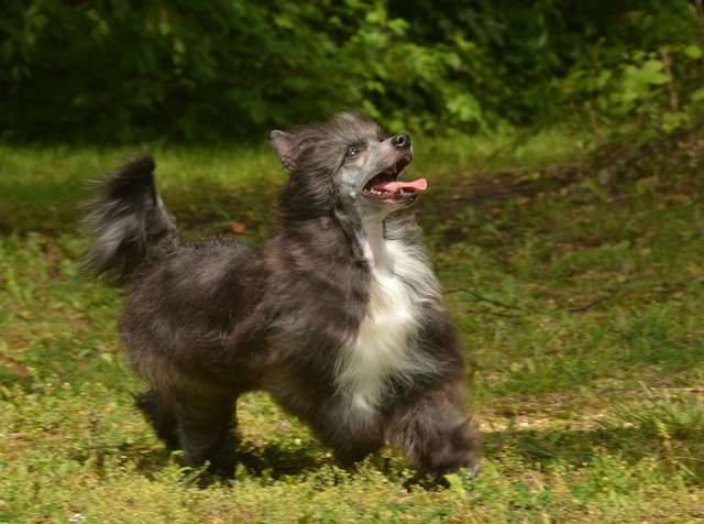 Golden Diamond Cresteds Quark