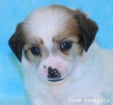 Luxury Briliance from Khakasia