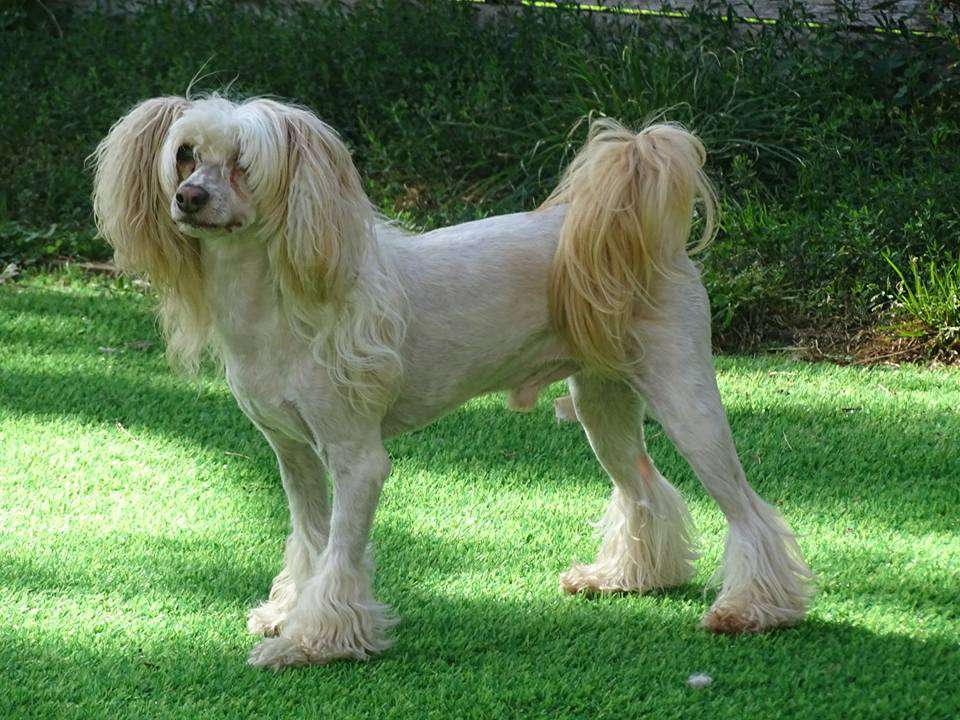 Scherzando King Lear