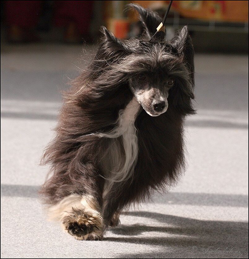 Royal Raspberry Avokaduh