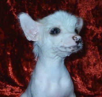 Nyu Art Inoplanetyanka