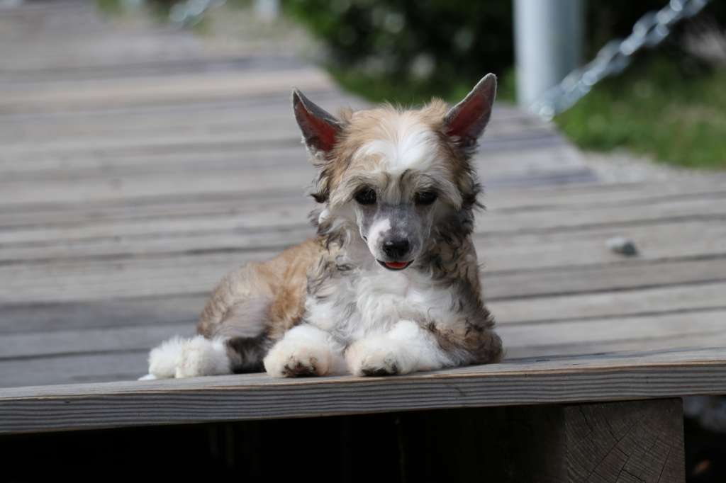 Zoe-Jolie Princes de la Roses