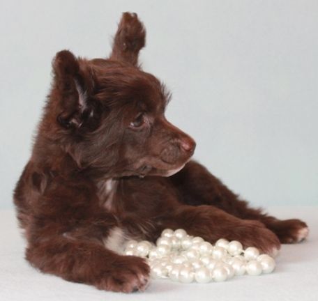 Milisenta Zvezdnaya Ledi