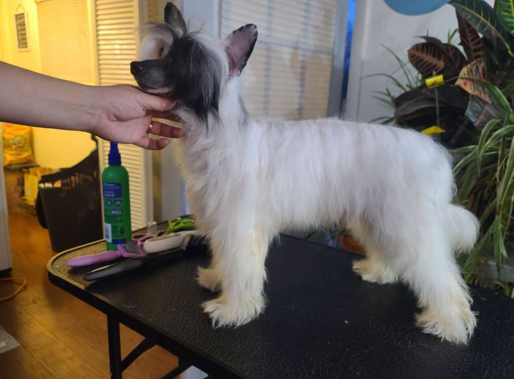 Long Haul's C U On Other Side Prince Of Barkness