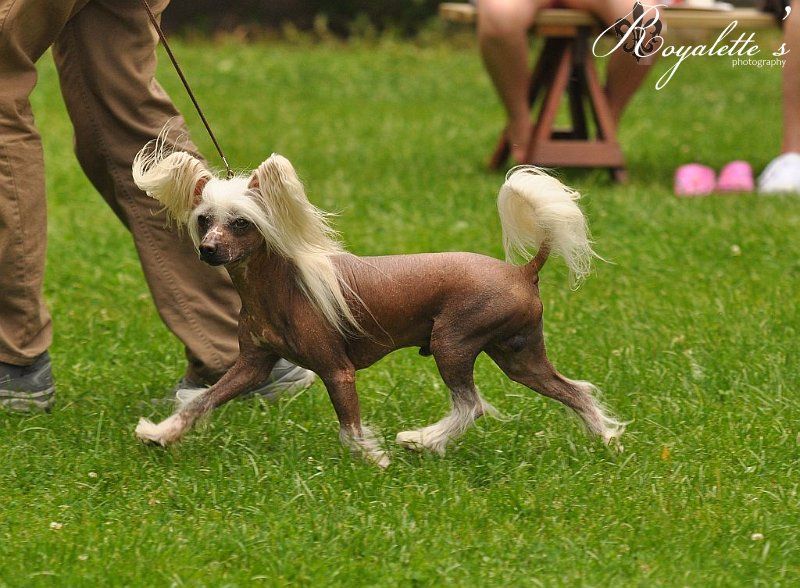 Sippelins Forever Yours