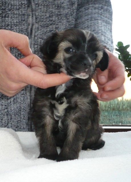 Impuls Lord of the Dragon