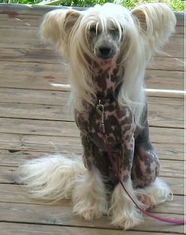 Belshaw's Hot Couture