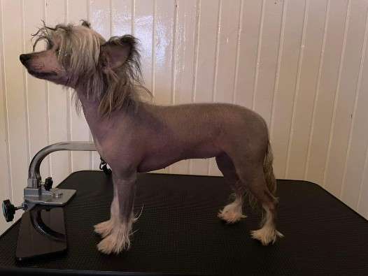 Tournais Taco Dirty To Me