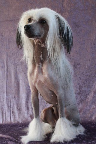 Crazy Diamond Exquisit Chakira