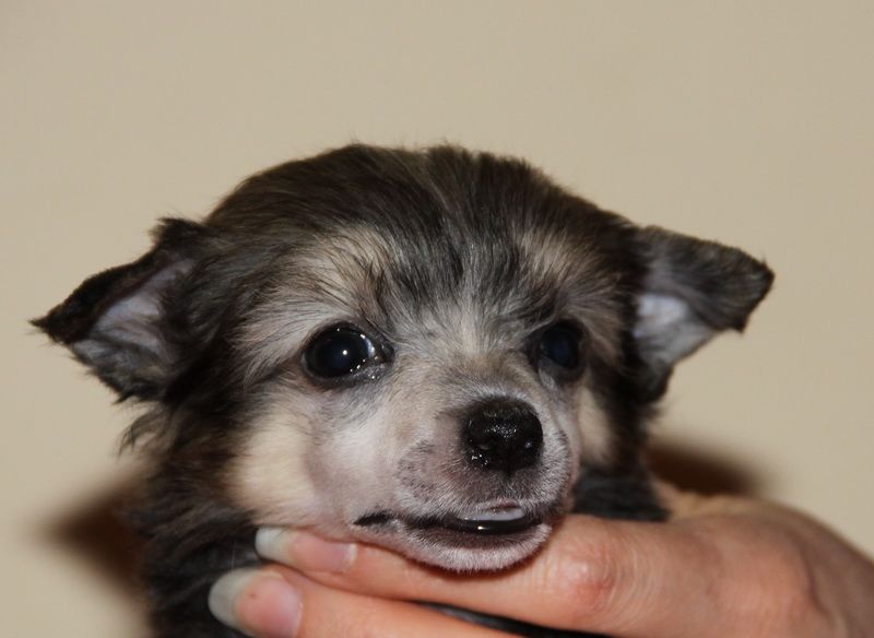 Dogland Happy Bavaria