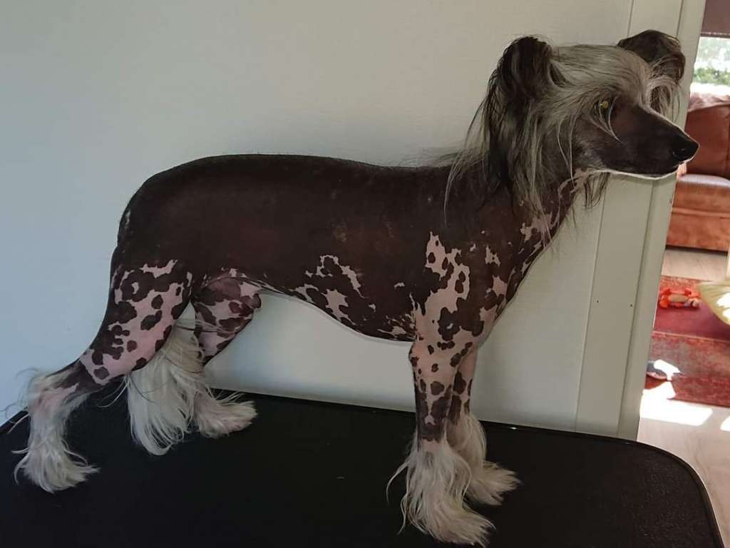 Lilla Wanillas A-class Drop The World