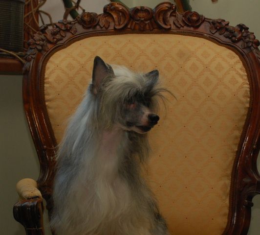 Golden Diamond Cresteds Crianza