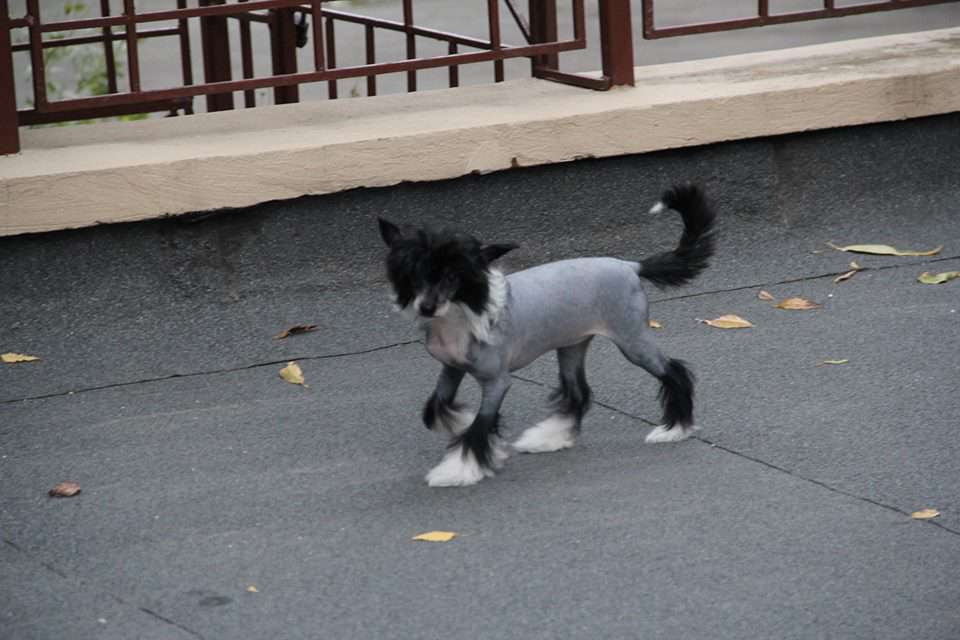 Ellavia Effeminacy Quintessence