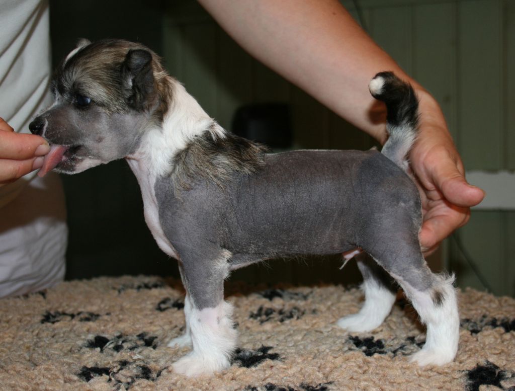 Proud Pony Wonderdog