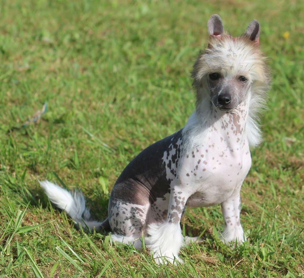 Faithfuel de Almamasan